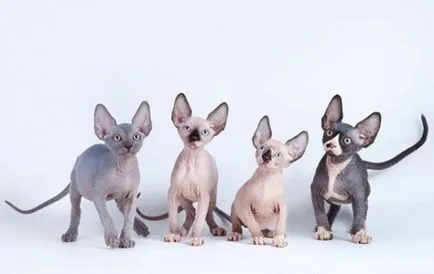 Sphynx descriere rasa, caracter