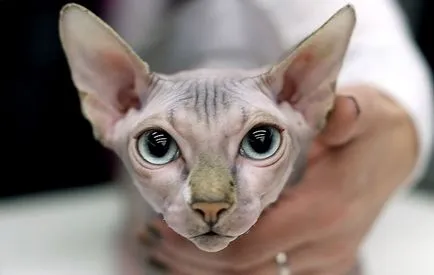 Sphynx foto, video, despre rasa, caracter, grija (Sphinx) Sphynx foto, video, despre rasa, caracter, îngrijirea