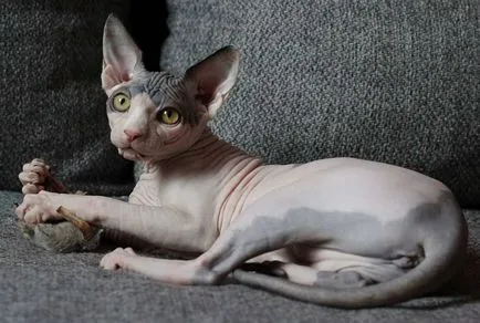 Sphynx foto, video, despre rasa, caracterul, îngrijirea (textura pielii seamănă) Sphynx foto, video, despre rasa, caracter, îngrijirea