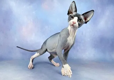 fotografii Sphynx pisica, pret, descriere rasa, caracter, video, pepiniere - murkote despre pisici și (Canada) fotografii Sphynx pisica, pret, descriere rasa, caracter, video, pepiniere - murkote despre pisici și