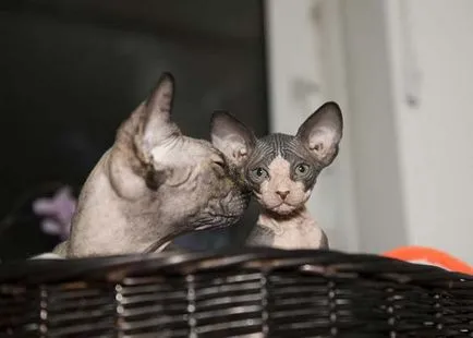 fotografii Sphynx pisica, pret, descriere rasa, caracter, video, pepiniere - murkote despre pisici și (Fotografii) fotografii Sphynx pisica, pret, descriere rasa, caracter, video, pepiniere - murkote despre pisici și