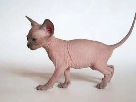 Sphynx descriere rasa, caracter
