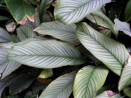 prin transfer acasă Calathea îngrijire de flori și de reproducere (intern) prin transfer acasă Calathea îngrijire de flori și de reproducere
