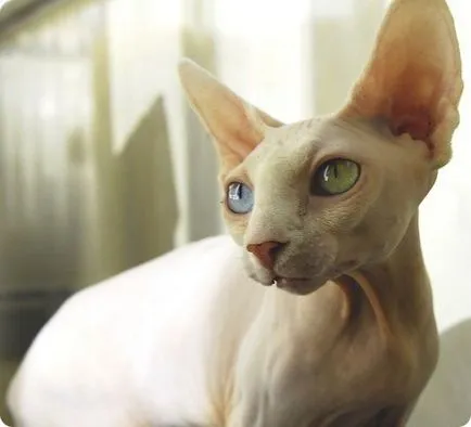Sphynx descriere rasa, caracter
