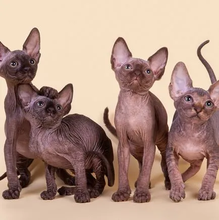 Sphynx descriere rasa, caracter