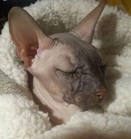 Sphynx foto, video, despre rasa, caracter, grija (Sphinx) Sphynx foto, video, despre rasa, caracter, îngrijirea