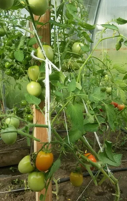 Comentarii picătură sistem de irigare prin picurare (sistem) Picătură picurare comentarii sistem de irigare