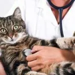 Katozal pentru instrucțiuni pisici de utilizare, preț, comentarii, dozare, în cazul în care pentru a cumpăra, 5 zaruri 1 (katozal) Katozal pentru instrucțiuni pisici de utilizare, preț, comentarii, dozare, în cazul în care pentru a cumpăra, 5 zaruri 1