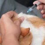 Katozal pentru instrucțiuni pisici de utilizare, preț, comentarii, dozare, în cazul în care pentru a cumpăra, 5 zaruri 1 (katozal) Katozal pentru instrucțiuni pisici de utilizare, preț, comentarii, dozare, în cazul în care pentru a cumpăra, 5 zaruri 1