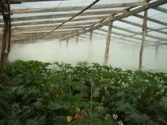 Clasificarea și aplicarea de insecticide pentru combaterea dăunătorilor