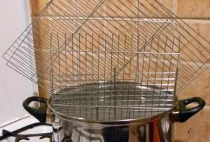 Insecta un papagal ca chelit decât păsările de curte, prevenirea