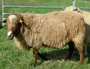 Caucazian rasa de oi, fotografie, caracterizare, descriere (ovine) oi rasa caucaziană, fotografie, caracteristicile și descrierea