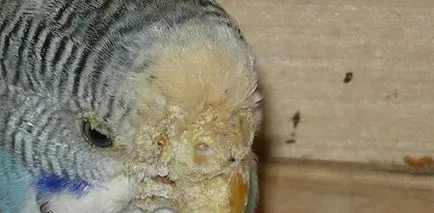 Insecta un papagal ca chelit decât păsările de curte, prevenirea