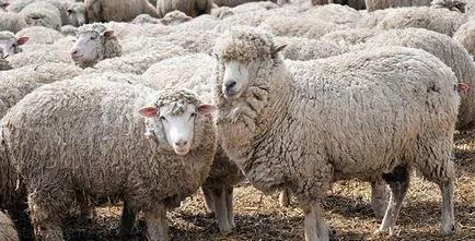 rasa caucaziană de oi - agroxxi