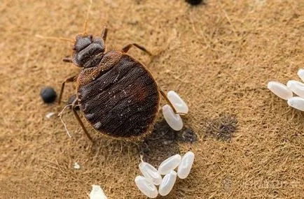 Bug-uri în casa în care sunt și cum să scape de propria lor (în cazul în care) Bug-uri în casa în care sunt și cum să scape de propria lor
