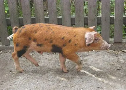 Cand pisica sterilizata