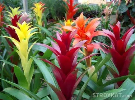 Catalogul de plante pentru amenajare a teritoriului - terenuri, curte, gradina, cabana - amenajare a teritoriului