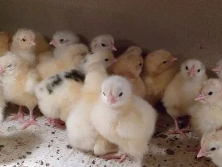 Când și cât de multe tseplyata hatch din ou în fotografie incubator și instruirea video de