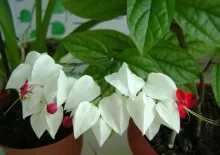 Flower camera Calathea - îngrijire, propagare și transplantarea la domiciliu, soiuri, tipuri și