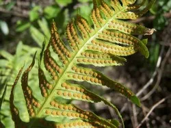 Fern interior, de îngrijire la domiciliu