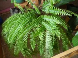 Fern interior, de îngrijire la domiciliu