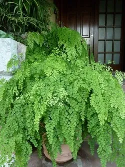 Fern interior, de îngrijire la domiciliu