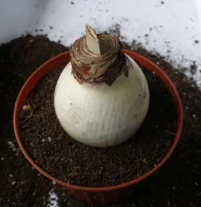 Interior gippeastrum de flori, reproducere și de îngrijire la domiciliu, de ce nu înflorit Hippeastrum (înflorire) Interior gippeastrum de flori, reproducere și de îngrijire la domiciliu, de ce nu a înflorit Hippeastrum
