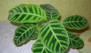 Flower camera Calathea - îngrijire, propagare și transplantarea la domiciliu, soiuri, tipuri și