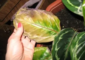 Flower camera Calathea - îngrijire, propagare și transplantarea la domiciliu, soiuri, tipuri și