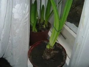 Interior gippeastrum de flori, reproducere și de îngrijire la domiciliu, de ce nu a înflorit Hippeastrum (Hippeastrum) Interior gippeastrum de flori, reproducere și de îngrijire la domiciliu, de ce nu a înflorit Hippeastrum
