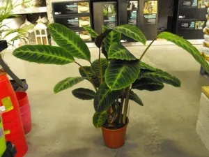 Flower camera Calathea - îngrijire, propagare și transplantarea la domiciliu, soiuri, tipuri și