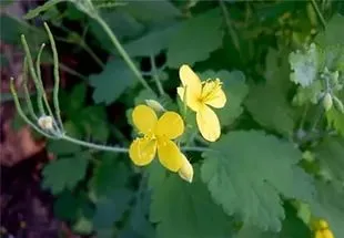 Gândacului de Colorado de cartofi - combaterea remedii populare, îmi place grădina mea