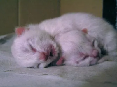 Când pisoii deschide ochii și alte etape ale dezvoltării lor de la naștere la o lună (deschis) Când pisoii deschide ochii și alte etape ale dezvoltării lor de la naștere la o lună