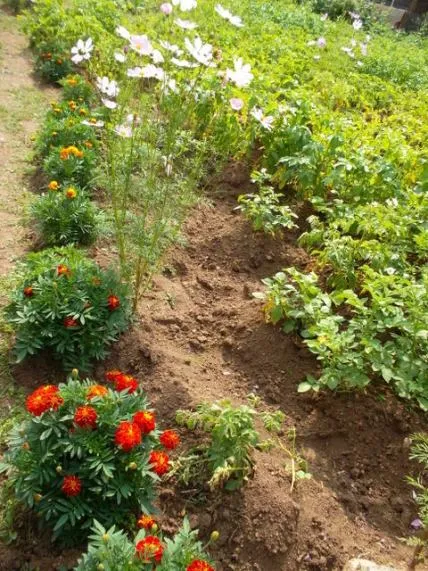 Gândacului de Colorado de cartofi - combaterea remedii populare, îmi place grădina mea