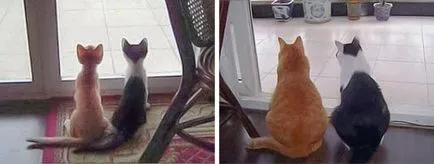 În cazul în care două pisici casei