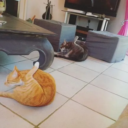 În cazul în care două pisici casei