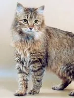 Cat Safari 1