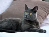 rasa descriere pisica Chartreuse și alte informații, întreținere și îngrijire caracteristicile (poze) (descriere rasa) rasa descriere pisica Chartreuse și informații de bază, caracteristici și îngrijire (foto)