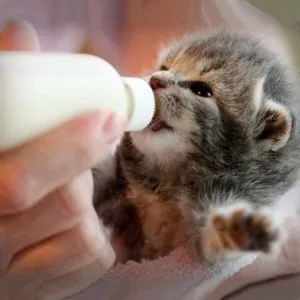 pisoi Cat aruncat ce să facă cu copiii