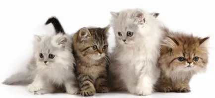 Cat vomita dupa mese de produse alimentare cauze și tratament posibile nedigerate