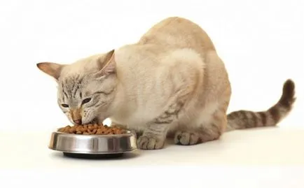 Cat vomita dupa mese de produse alimentare cauze și tratament posibile nedigerate