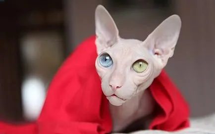 poveste Sphynx Cat, în special de îngrijire