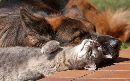 Pisică și de câine animale coexistența pașnică în același apartament (ca și face prieteni) Pisică și de câine animale coexistența pașnică în același apartament