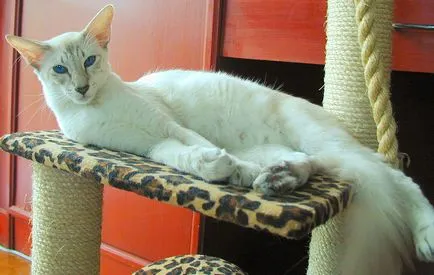 Pisicile care nu cauzează alergii rasa și de îngrijire sfaturi - Știri despre lumea animalelor persoane (alergie) Pisicile care nu cauzează alergii rasa și de îngrijire sfaturi - Știri despre lumea animalelor persoane