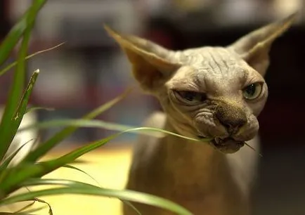 poveste Sphynx Cat, în special de îngrijire