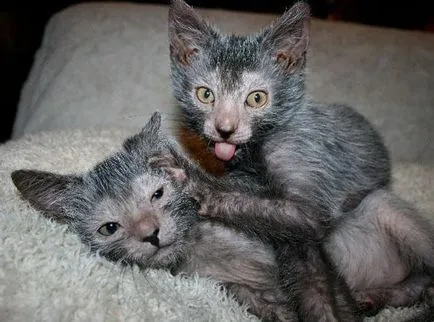 Cat-Siftere - o descriere nouă rasă, fotografii (rocă) Cat-Siftere - o descriere nouă rasă, fotografii