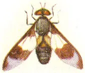 Sânge supt insecte