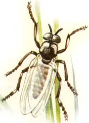Sânge supt insecte
