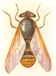 Sânge supt insecte