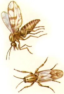 Sânge supt insecte